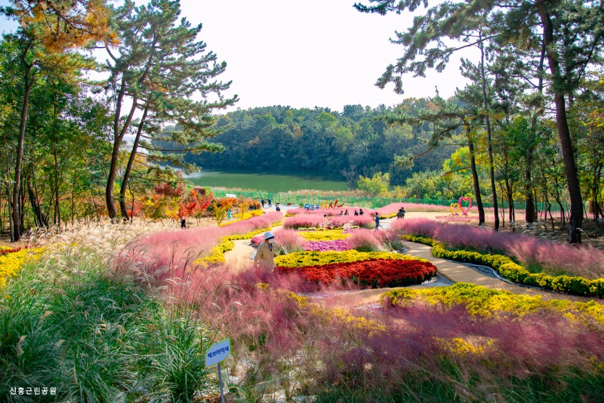 국화전시 (신흥근린공원) .jpg.jpg